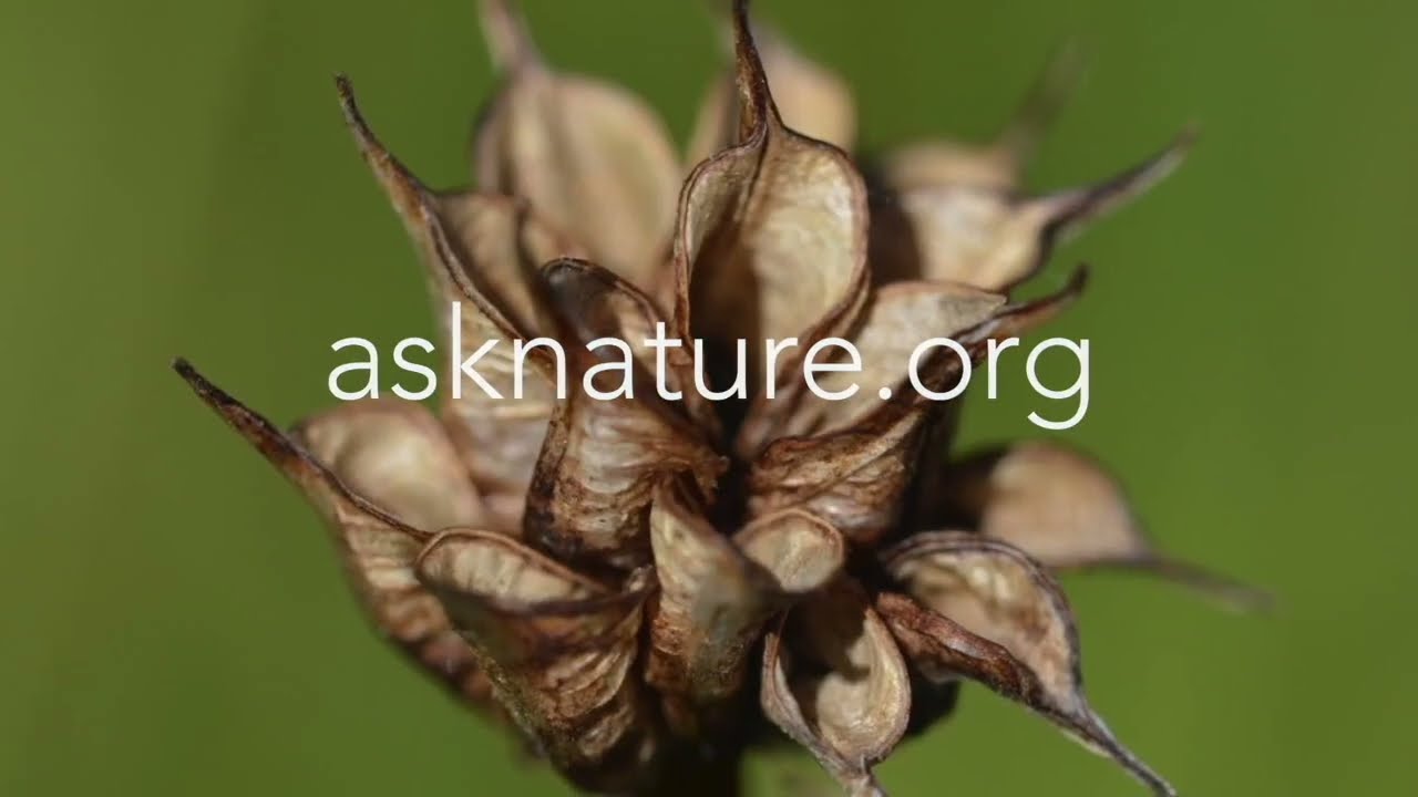 برای کشف راهحل از طبیعت بپرسید | AskNature asknature.org سایت از طبیعت بپرس باشگاه طراحی و پرورش محصول برای کشف راهحل از طبیعت بپرسید | AskNature