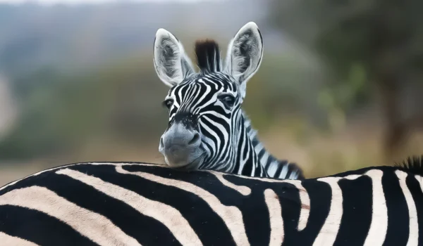 زبرا وره خر جادوی رنگ‌ها خواص جانبی وکاربردی آسان: باشگاه طراحی و پرورش محصول جادوی رنگ‌ها: خواص جانبی وکاربردی