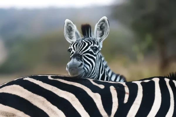زبرا وره خر جادوی رنگ‌ها خواص جانبی وکاربردی آسان: باشگاه طراحی و پرورش محصول جادوی رنگ‌ها: خواص جانبی وکاربردی