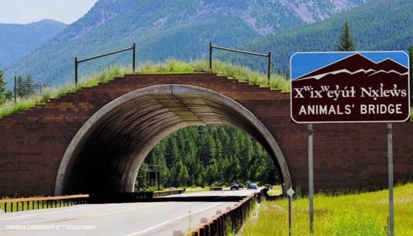 1️⃣ پل‌های حیات وحش Wildlife Crossings 🦌 آسان: باشگاه طراحی و پرورش محصول همزیستی انسان و حیوانات در طراحی شهری: نوآوری‌هایی برای یک زندگی پایدار