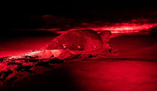 2️⃣ چراغ‌های قرمز مخصوص لاک‌پشت‌های دریایی 🐢 آسان: باشگاه طراحی و پرورش محصول همزیستی انسان و حیوانات در طراحی شهری: نوآوری‌هایی برای یک زندگی پایدار