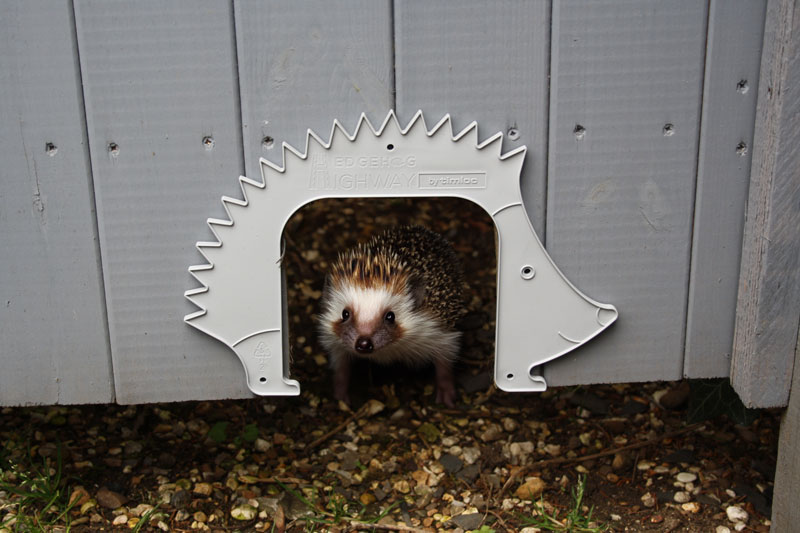 همزیستی انسان و حیوانات در طراحی شهری: نوآوریهایی برای یک زندگی پایدار 3️⃣ مسیرهای مخصوص حیات وحش در مناطق شهری 🦊 آسان: باشگاه طراحی و پرورش محصول همزیستی انسان و حیوانات در طراحی شهری: نوآوریهایی برای یک زندگی پایدار